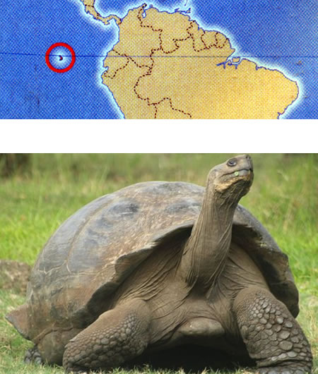 TORTUGA DE GALÁPAGOS (Geochelone nigra)